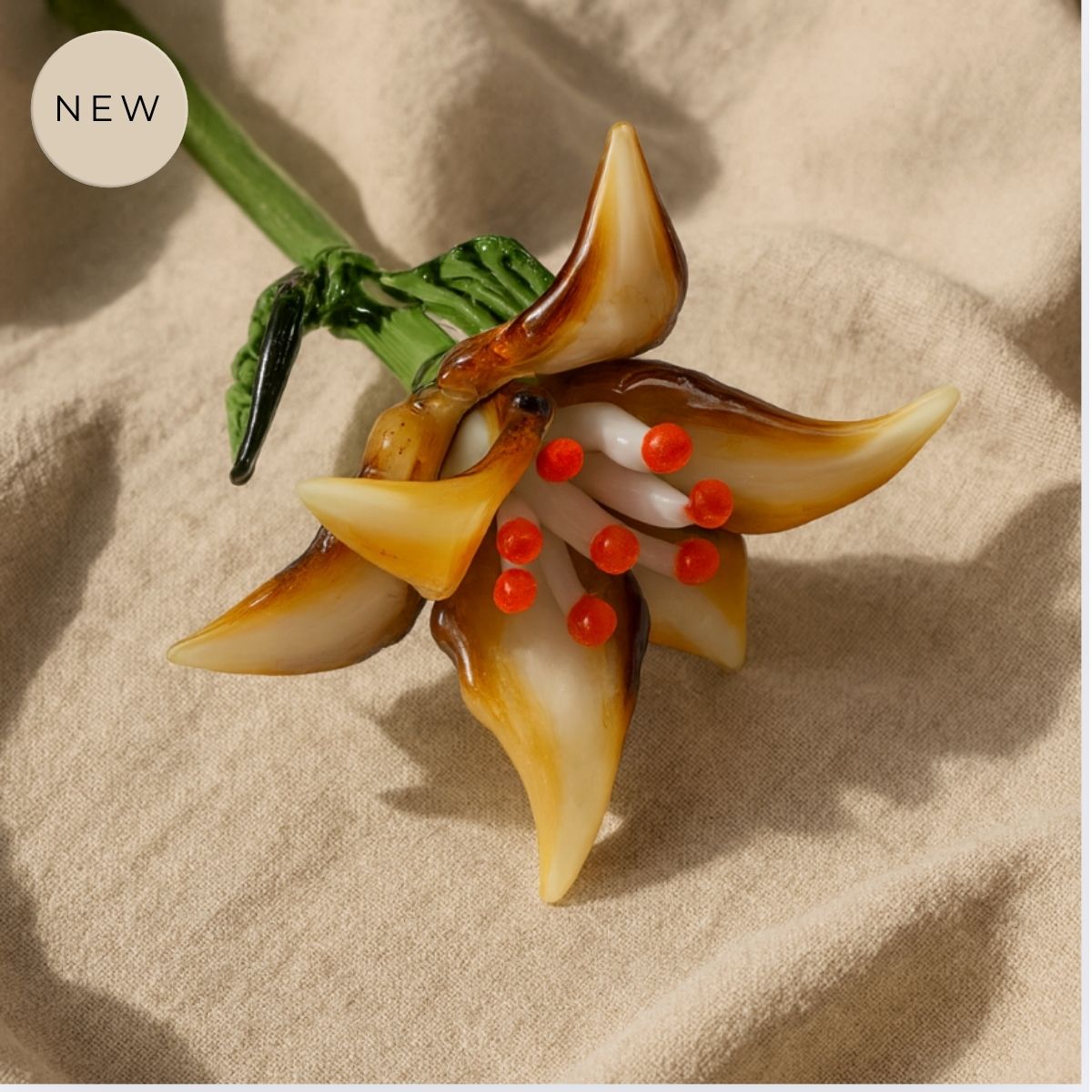 Amber Dawn Lily