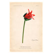 Tinsel Lily Glass Flower Stem - Red
