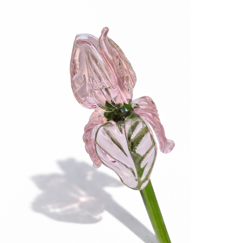 The Blush Sonata (Set of 8 Roses )