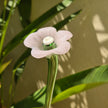 Daisy Glass Flower Stem - Pink Whisper