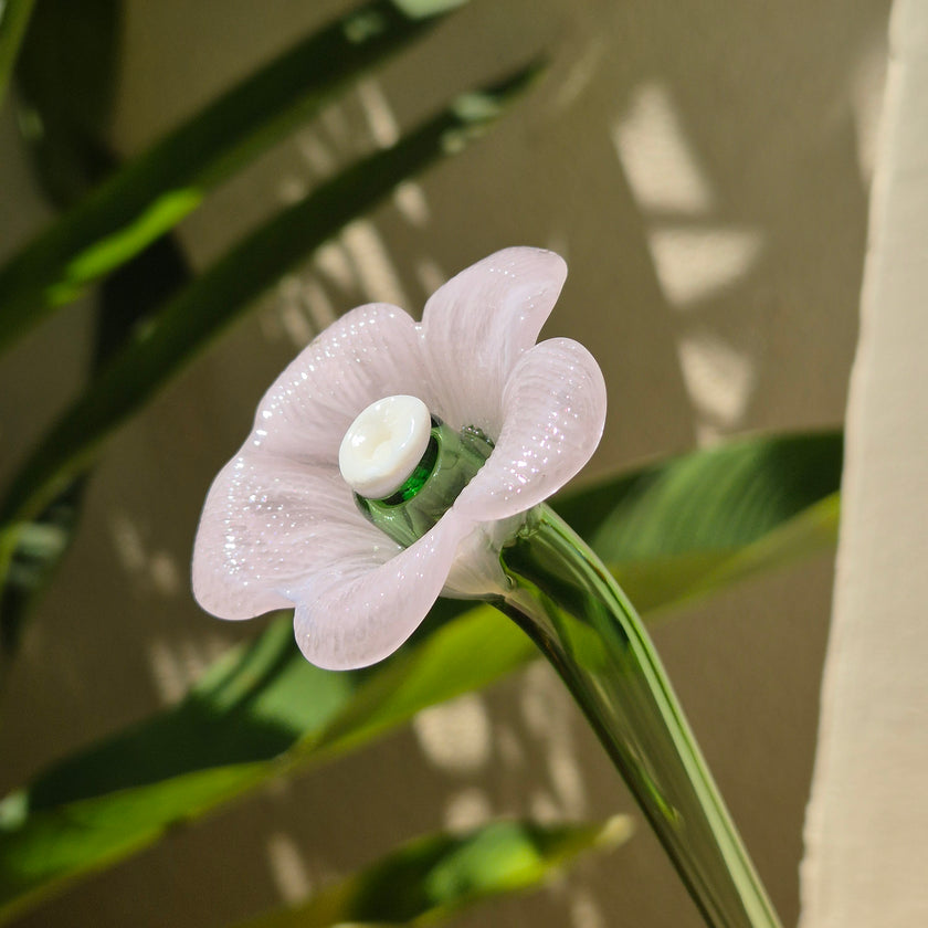 Daisy Glass Flower Stem - Pink Whisper