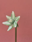 Primrose Magnolia- Handblown Glass Flower