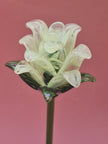 Primrose Lisianthus- Handblown Glass Flower