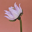 Lilac Clematis- Hand-Blown Glass Flower