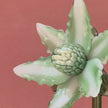 Primrose Magnolia- Handblown Glass Flower
