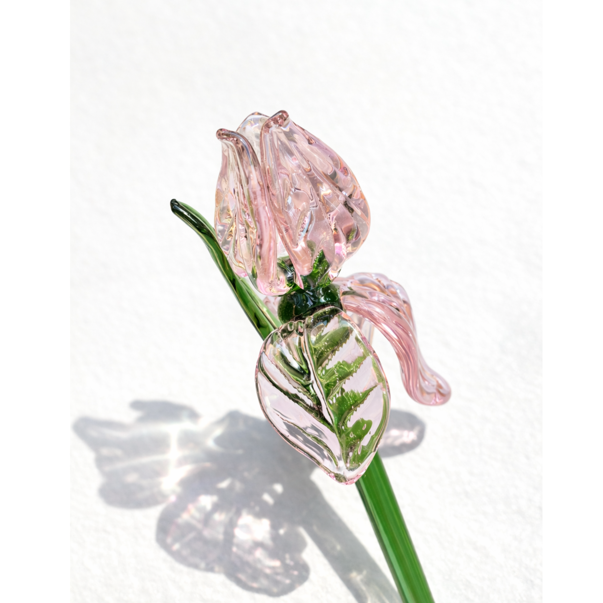 Blush Sonata (Single stem)