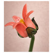 Tinsel Lily Glass Flower Stem - Coral