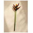 Heliconia Solis | Handblown Glass Botanical Stem | 14 Inch