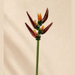 Heliconia Solis | Handblown Glass Botanical Stem | 14 Inch