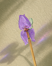 Sage Garden — Lavender Reverie( Bouquet )