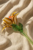 Amber Dawn Lily – Hand-Blown Glass Flower Stem