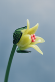 Tinsel Lily Glass Flower Stem - Lime Green
