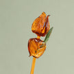 Sage Garden Whisper