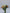 Tinsel Lily Glass Flower Stem - Black